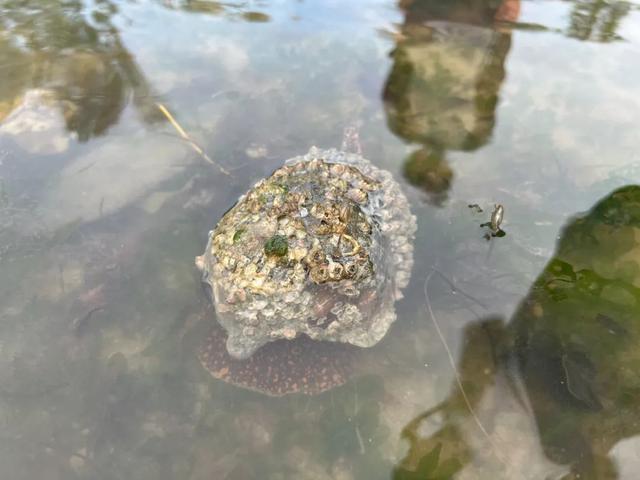 新加坡海滩居然藏着这么多宝贝!海胆、海参、红珊瑚、史前蓝血怪