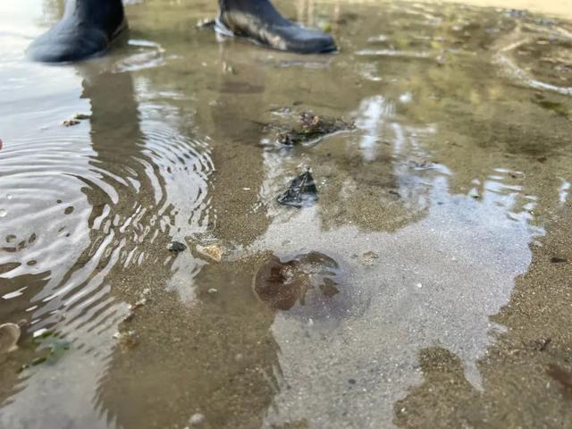 新加坡海滩居然藏着这么多宝贝!海胆、海参、红珊瑚、史前蓝血怪