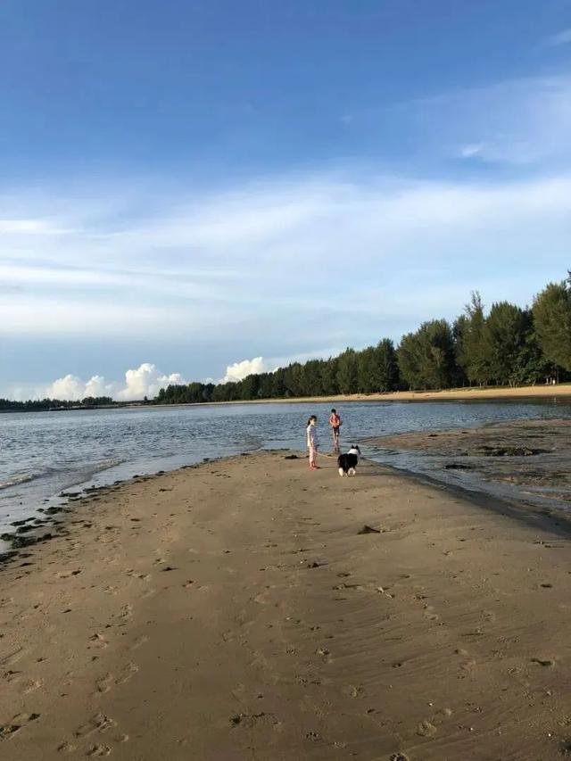 新加坡海滩居然藏着这么多宝贝!海胆、海参、红珊瑚、史前蓝血怪