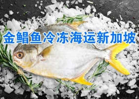 金鲳鱼冷冻海运新加坡,湛江水产金鲳鱼顺利出海新加坡